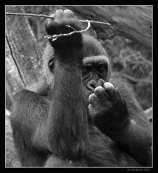 Gorilla4.jpg