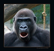 Gorilla