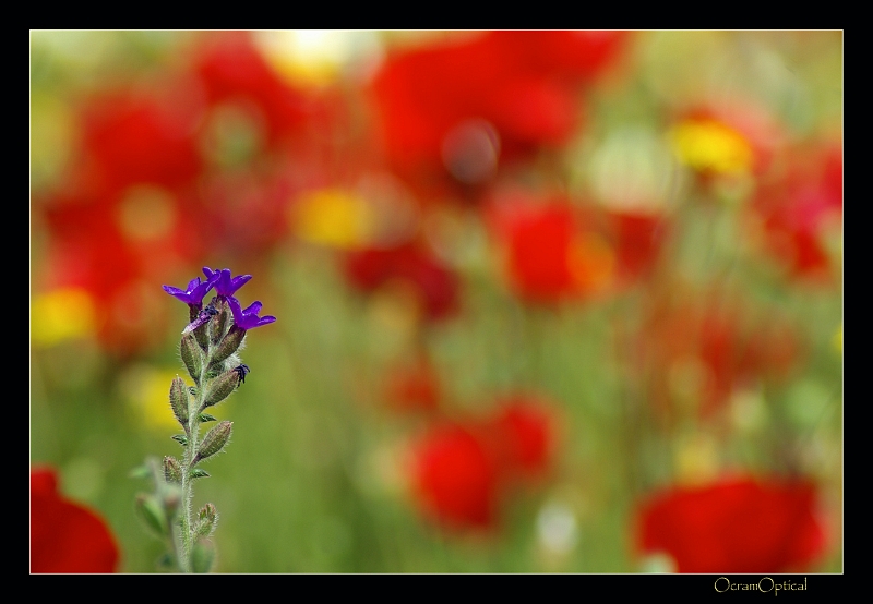 alleen.jpg - Bloemenveld, Rhodos, mei 2008